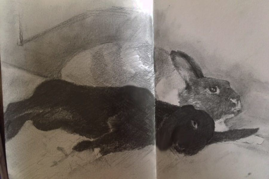 Rabbits